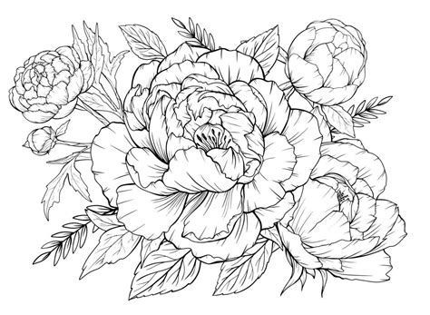 floral peony|printable pictures of peonies.